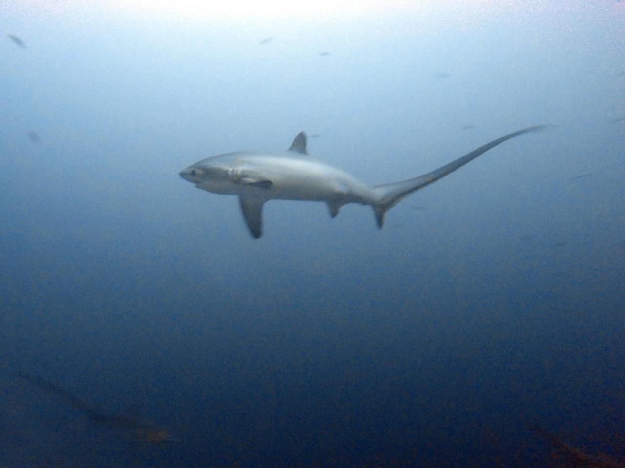 The Shark'S Tail Dive Center Hotel Daanbantayan Ngoại thất bức ảnh